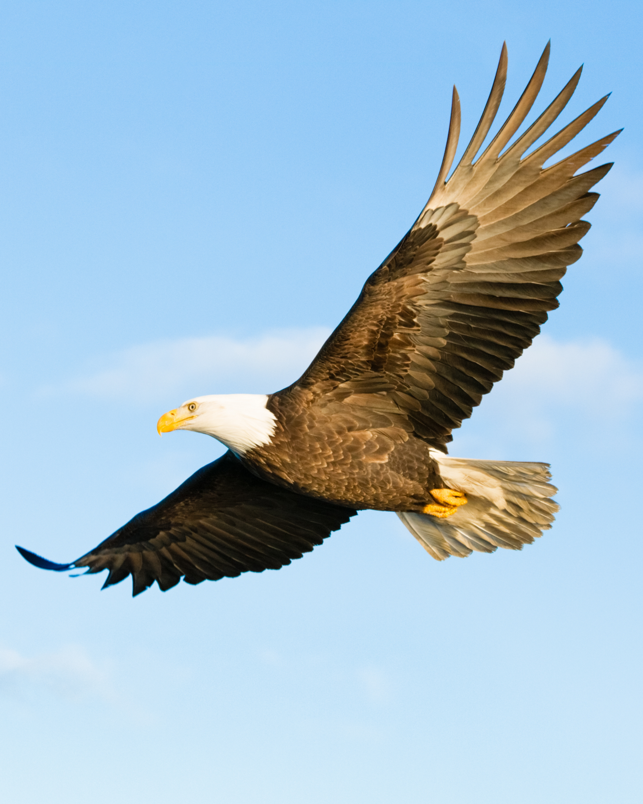 Eagle